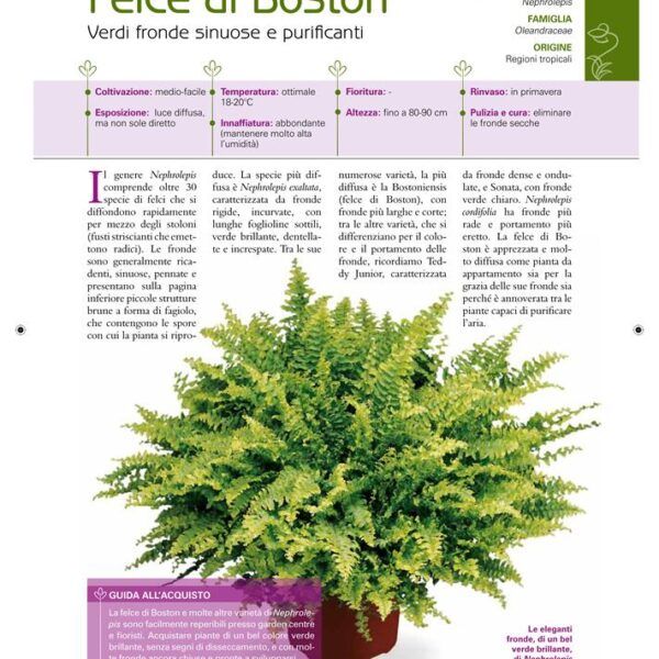 felce di boston